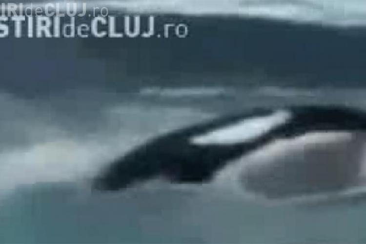 Au aparut primele imagini cu balena care si-a ucis antrenorul, filmate de un amator- VIDEO - Imagini  Socante