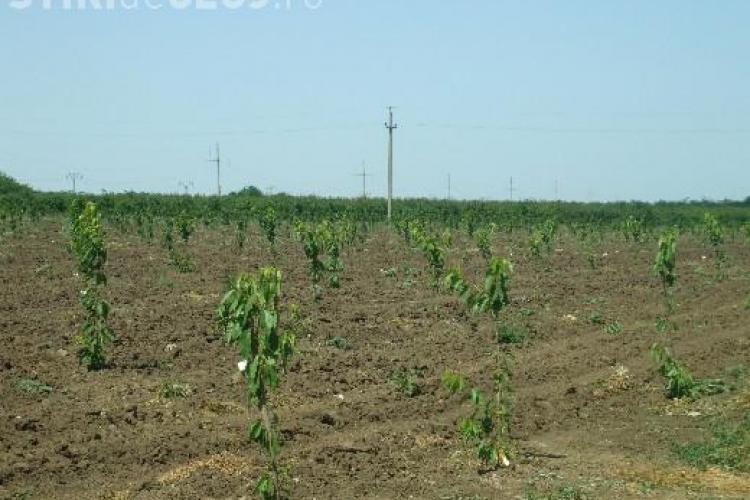 12.000 de puieti vor fi plantati anul acesta in Cluj