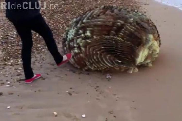 Creatura neidentificata, descoperita pe o plaja din Anglia! - VIDEO