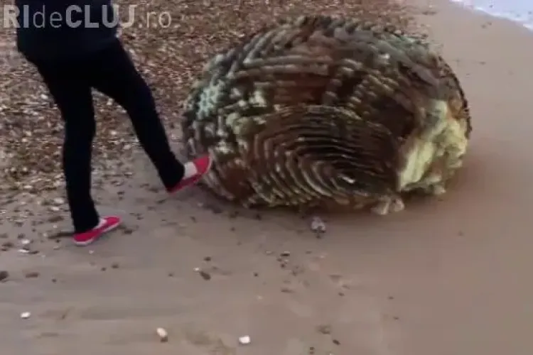 Creatura neidentificata, descoperita pe o plaja din Anglia! - VIDEO