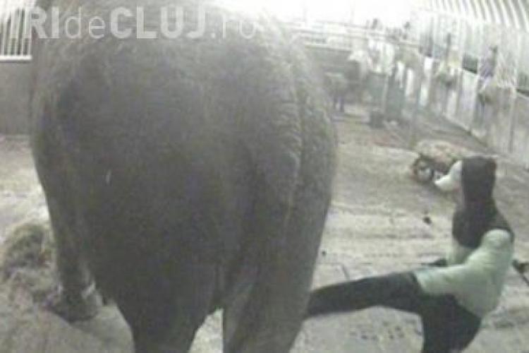 Ultimul elefant de circ din Anglia, batut si injunghiat de un ingrijitor roman! VIDEO IMAGINI SOCANTE
