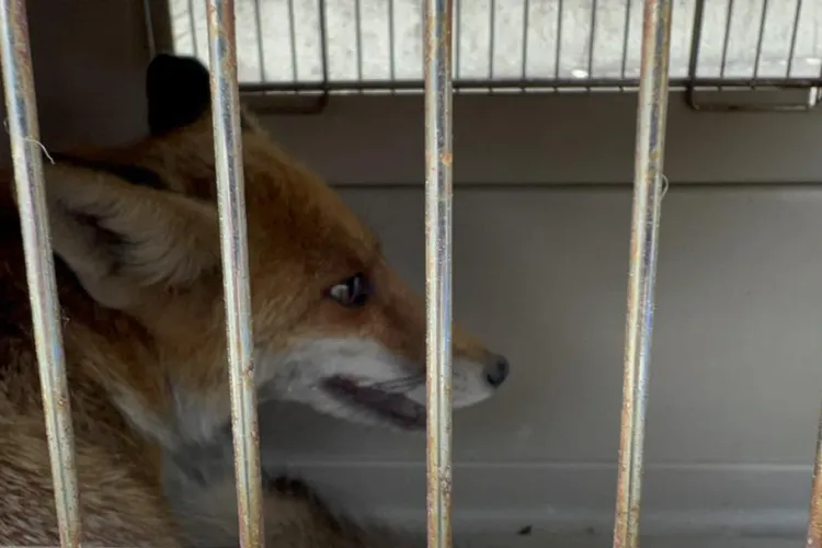 FOTO. Vulpe accidentată pe șosea, salvată cu ajutorul polițiștilor clujeni: „Probabil victimă a unui accident rutier”