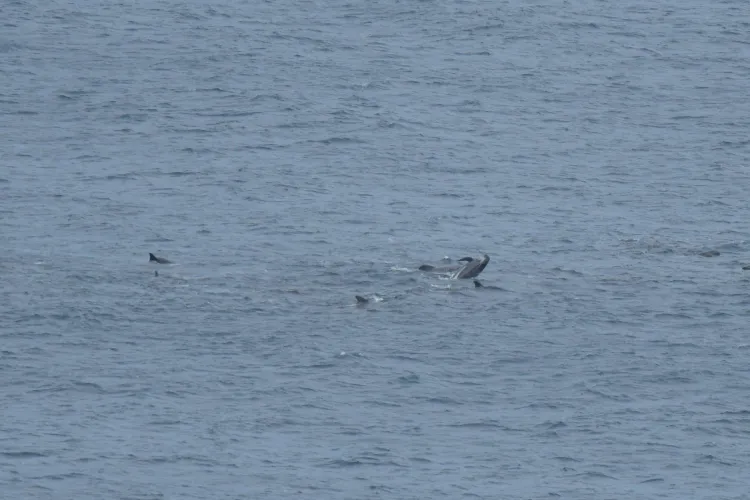 FOTO - Aproximativ 500 de balene-pilot au eşuat pe o plajă din Noua Zeelandă. De ce nu au putut fi salvate
