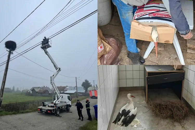 FOTO - Operațiunea „Barza”. O comună întreagă s-a mobilizat pentru a salva o barză care a „uitat” să plece în țările calde 