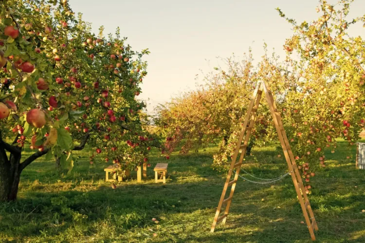 Livada unde turiştii pot mânca atâtea mere câte poftesc, dacă ajută la cules. Proprietarul: „Mă consider câștigat”