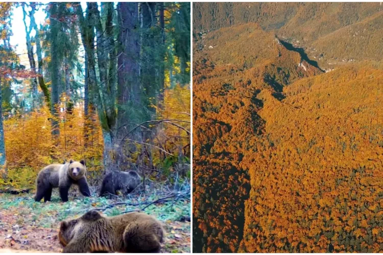 VIDEO. Imagini magice din Parcul Natural Apuseni. Lupi, cerbi şi urşi surprinși în mediul lor natural