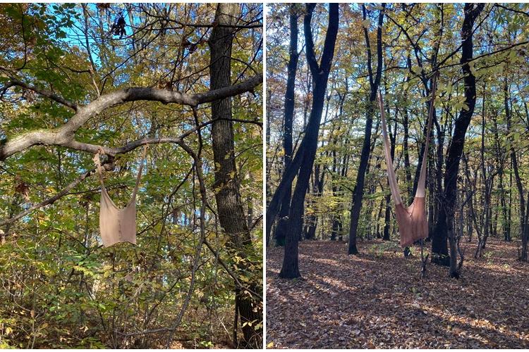 Fenomene ”paranormale”! Ciorapi de damă agățați în copacii din Făget - FOTO