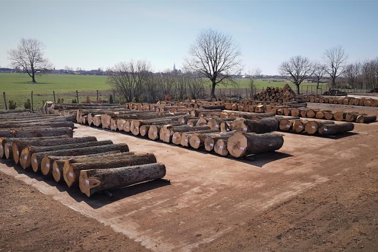 Romsilva majorează volumul de lemn pus pe piață în 2022 și 2023