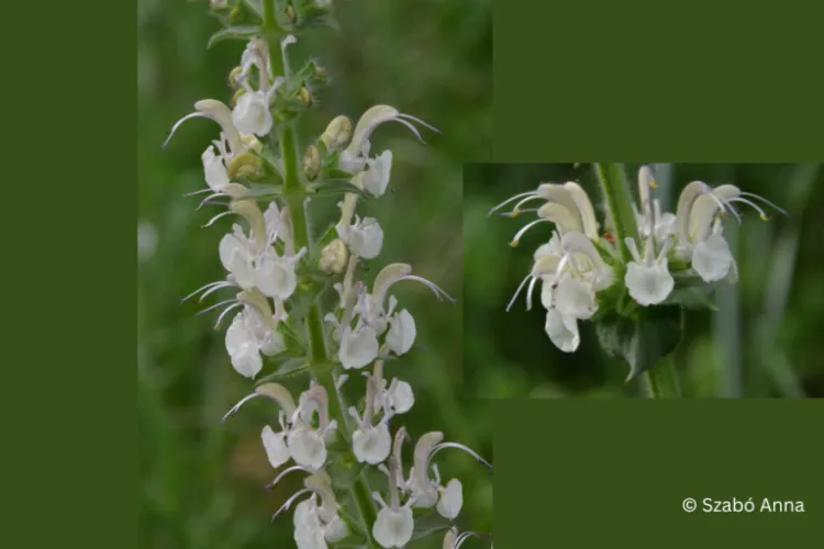 Nouă specie de plantă, descoperită de un grup de cercetători ai Universității Babeș Bolyai din Cluj-Napoca