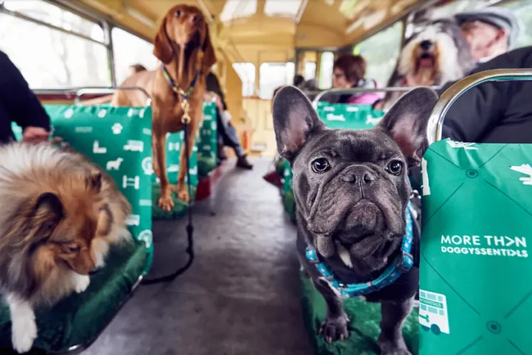 PNL a depus un proiect de lege pentru accesul animalelor de companie în transportul în comun și în instituții publice