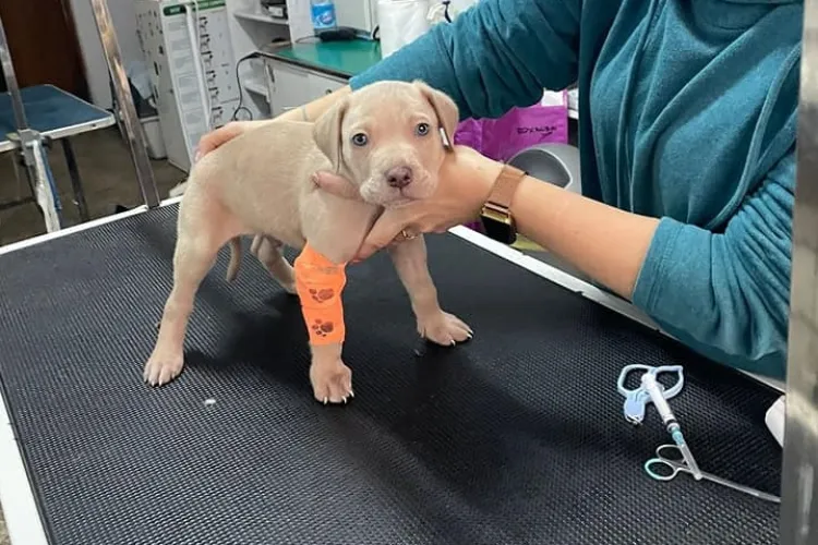 Pompierii clujeni nu lasă pe nimeni în urmă la accidente! I-au dat o mână de ajutor și unui cățel - FOTO