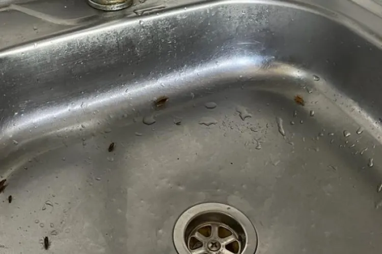 VIDEO. Gândaci în „meniul” unui restaurant din Alba. Direcția de Sănătate Publica a suspendat activitatea localului