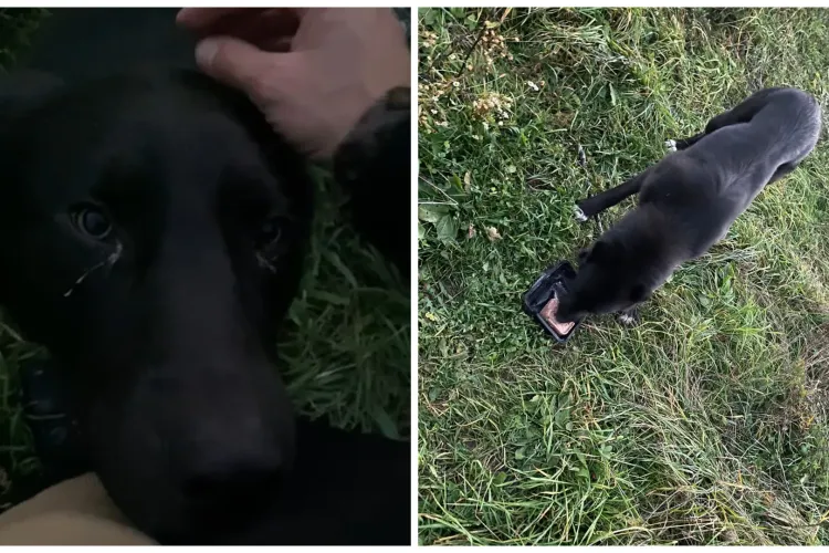 Cățelul călcat INTENȚIONAT de un șofer din Cluj, a supraviețuit și are nevoie de o casă: „Să găsim pe cineva să-l iubească așa cum merită”