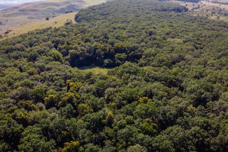Pădurea Hoia-Baciu, pe cale să devină arie naturală protejată. S-au oferit 80.000 de lei pentru studiu asupra biodiversității zonei