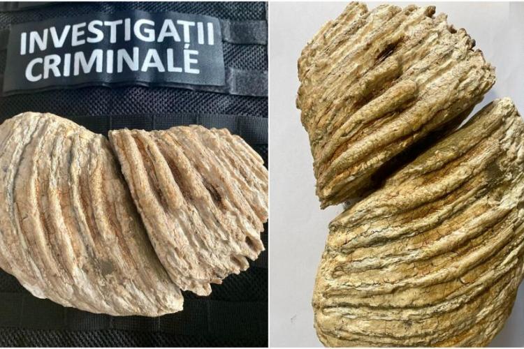 FOTO - O româncă ţinea „la saltea” un molar de mamut, vechi de 10.000 de ani. Poliţiştii l-au recuperat înainte să fie vândut pe internet