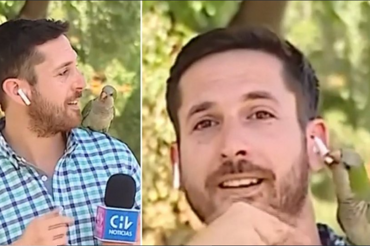 VIDEO - Momentul în care un papagal fură casca unui reporter în timp ce acesta era în direct: „Mi-a luat casca, ați văzut?”