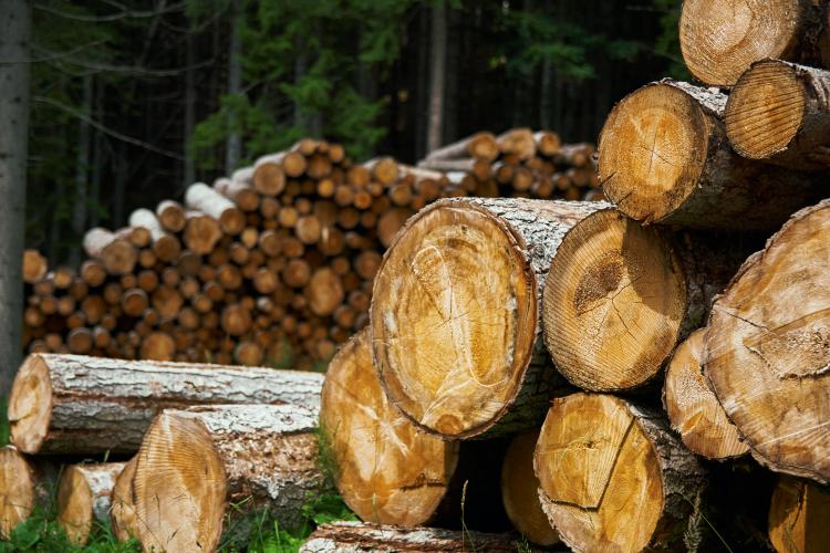 Senatul a adoptat tacit ordonanța de urgență care plafonează prețul lemnului