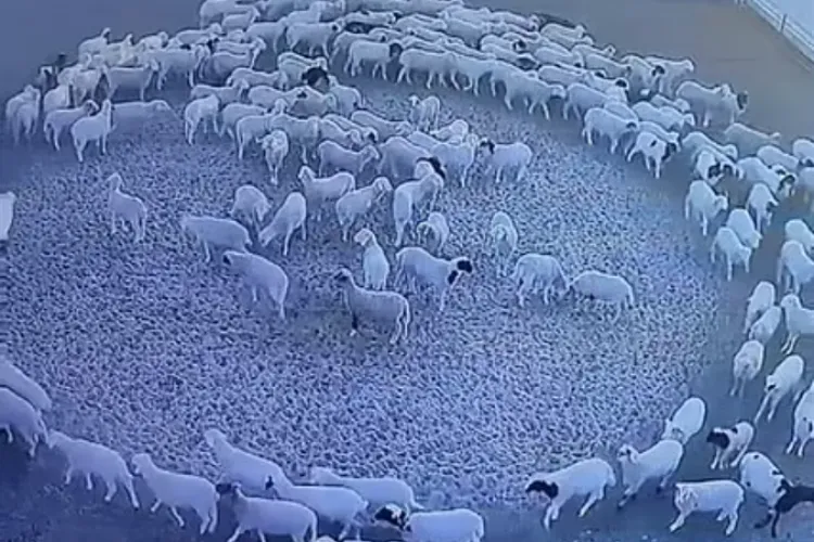 VIDEO - O turmă de oi s-a plimbat în cerc, în sensul acelor de ceasornic, 12 zile. Toate sunt din țarcul numărul 13 