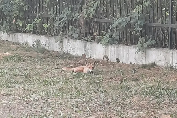 Vulpe cu un comportament ciudat în Baza Sportivă din Gheorgheni - FOTO