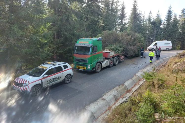 Bradul de Crăciun a ajuns în Piața Unirii din Cluj-Napoca - VIDEO