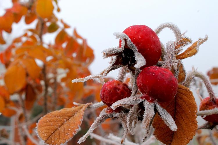 Scad temperaturile în minivacanța de 1 decembrie! Meteorologii anunță prognoza pentru următoarele 4 săptămâni