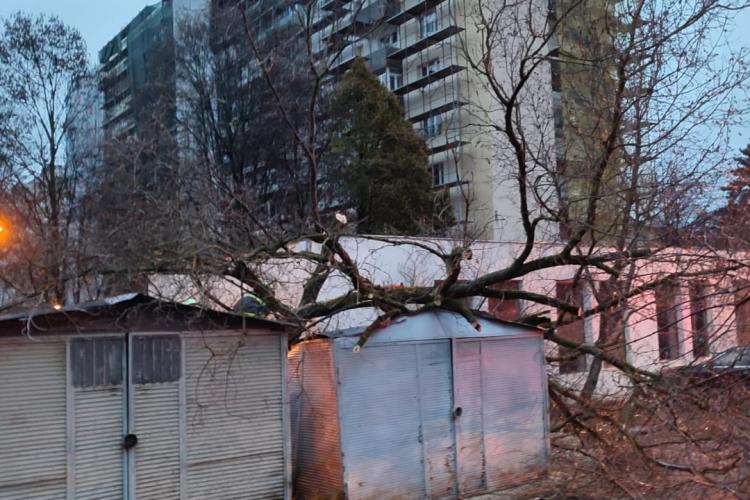 Copac căzut peste trei autoturisme în Cluj-Napoca