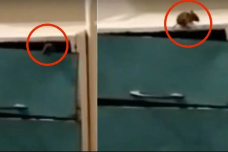 Șoarece filmat în secția de pediatrie a unui spital din Transilvania. Un pacient a surprins imaginile revoltătoare