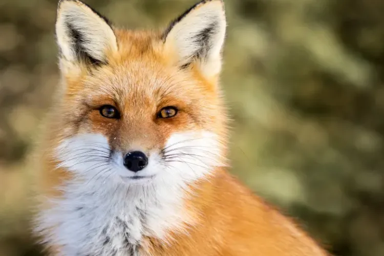 O vulpe lovită de mașină și rănită a fost capturată dintr-un garaj din Florești - VIDEO