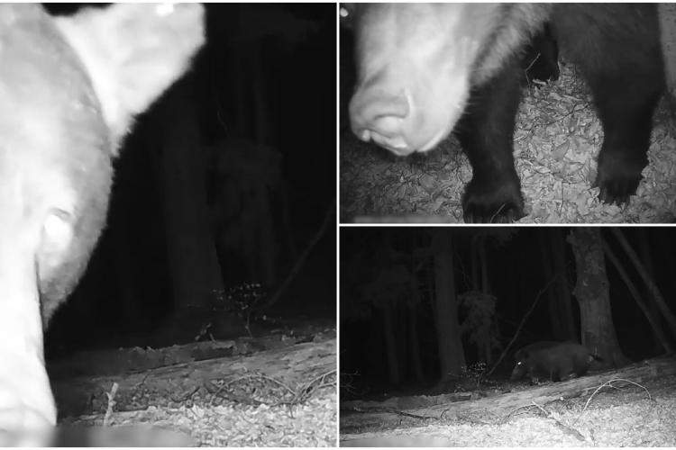 VIDEO - Imagini amuzante din Parcul Național Piatra Craiului: Un urs, intrigat de o cameră de supraveghere instalată în pădure