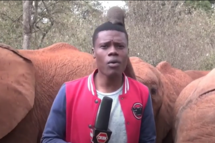 VIDEO - Un elefant a început să mângâie cu trompa pe cap un reporter aflat în timpul filmărilor. Cum a reacționat reporterul 