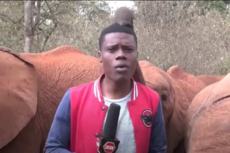 VIDEO - Un elefant a început să mângâie cu trompa pe cap un reporter aflat în timpul filmărilor. Cum a reacționat reporterul 