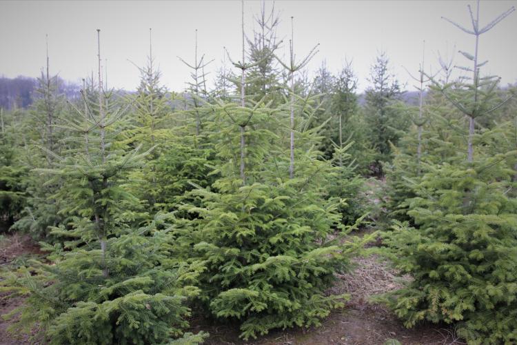 Romsilva vinde 30 de mii de pomi de Crăciun, în sezonul sărbătorilor de iarnă. Pretul e de 15 lei! 
