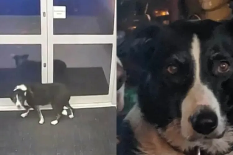 VIDEO - Un câine pierdut s-a dus singur la Poliție. Patrupedul „le-a cerut ajutorul” polițiștilor pentru a-și găsi stăpânii