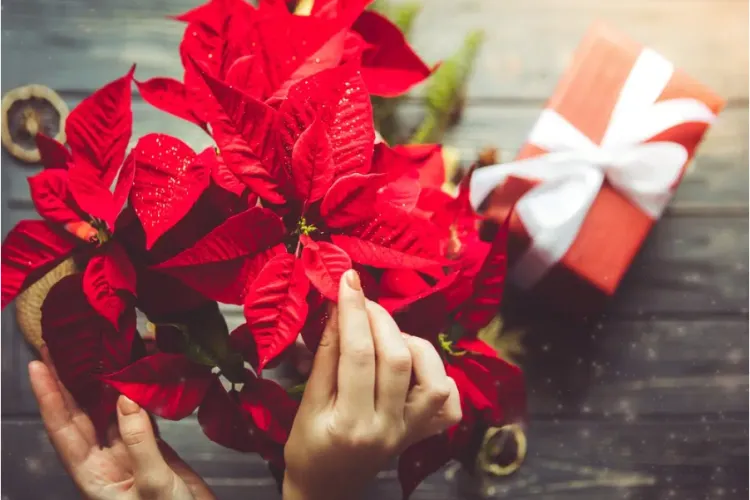 Totul se scumpește! Prețul Crăciuniței, floarea-vedetă a sărbătorilor de iarnă, a crescut față de anul trecut