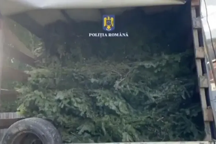 „Trafic” de cetină, înainte cu o lună de sărbătorile de iarnă: Un bărbat a fost prins în trafic cu 4.000 de kilograme