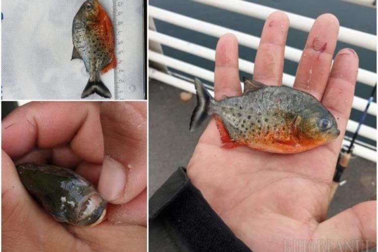 Pește Piranha, găsit în apele Crișului, în județul Bihor. Garda de Mediu face anchetă: „Este un pericol pentru întreaga faună”