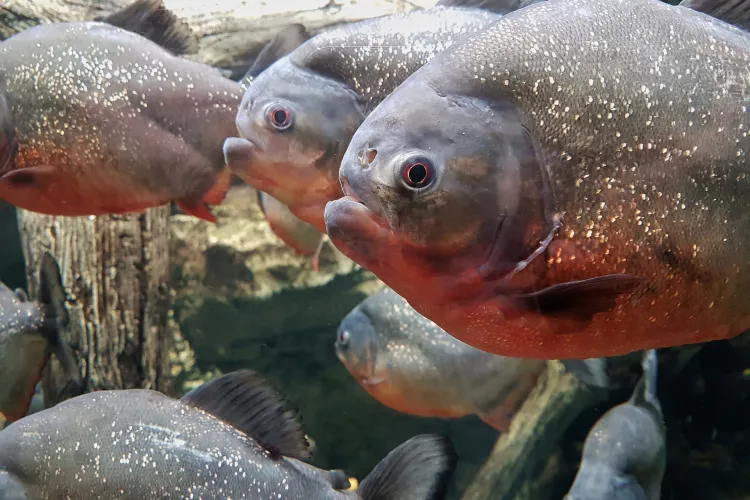 Piranha găsit în apa Crişului Repede. Specialiștii spun că ar putea ”extermina” întreaga faună a unui pârâu din Bihor