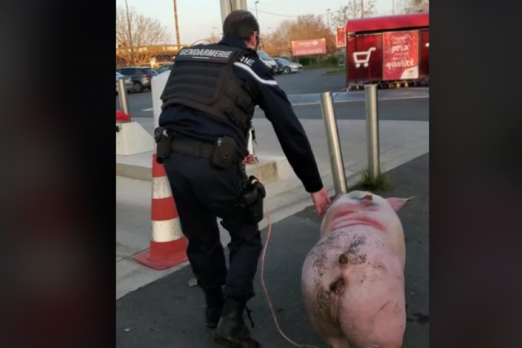Mori de râs! Jandarmii au confiscat un porc pe care românii se pregăteau să-l sacrifice - VIDEO