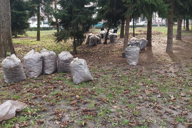 ”Civicii” cer Primăriei Cluj-Napoca să nu mai arunce frunzele adunate din parcuri - FOTO