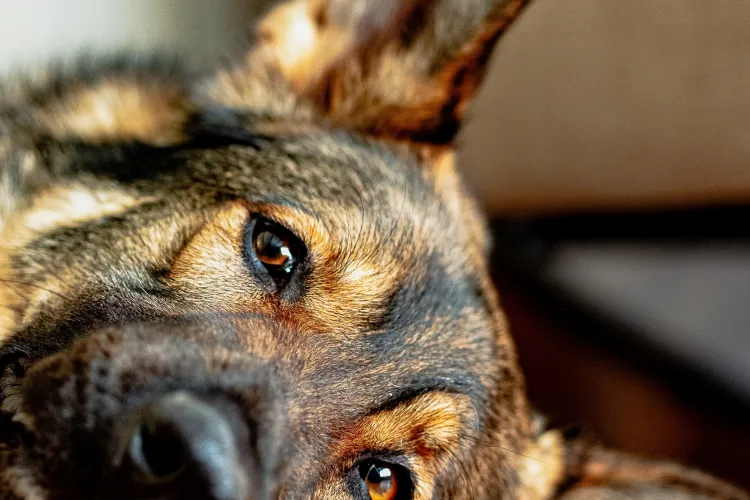 VIDEO - Un tânăr a postat pe TikTok imagini cu momentul în care ucide un câine cu o lopată. Riscă între 2 și 7 ani de închisoare