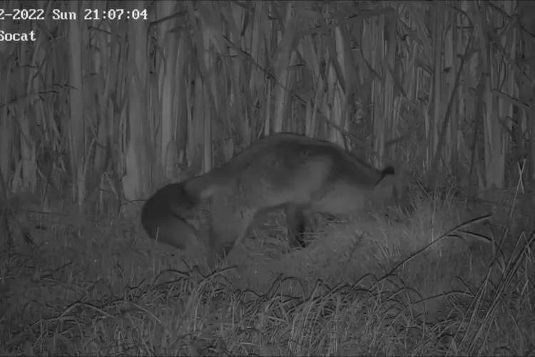 O vulpe șireată a fost filmată în Florești, în timp ce își ascundea hrana - VIDEO