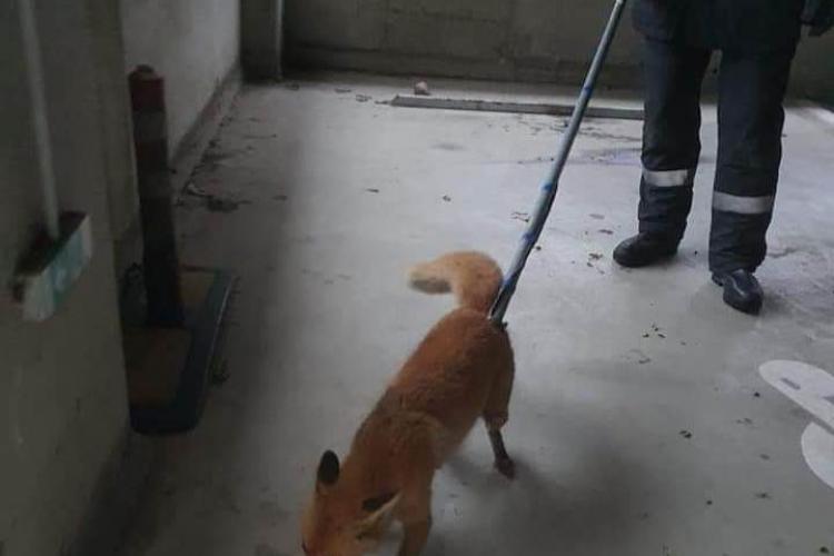 FOTO. O vulpe captivă sub o mașină în Mănăștur, eliberată cu ajutorul ISU Cluj! Animalul simpatic, speriat „din cauza PETARDELOR”