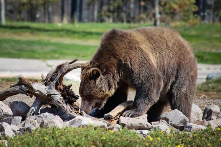 Alertă în orășelul turistic Sovata: A fost emis mesaj RO-Alert din pricina unui urs 