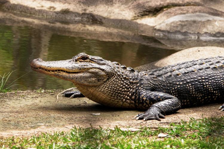 Descoperire unică! Cercetătorii din Cluj au demonstrat că pe teritoriul României au trăit crocodili