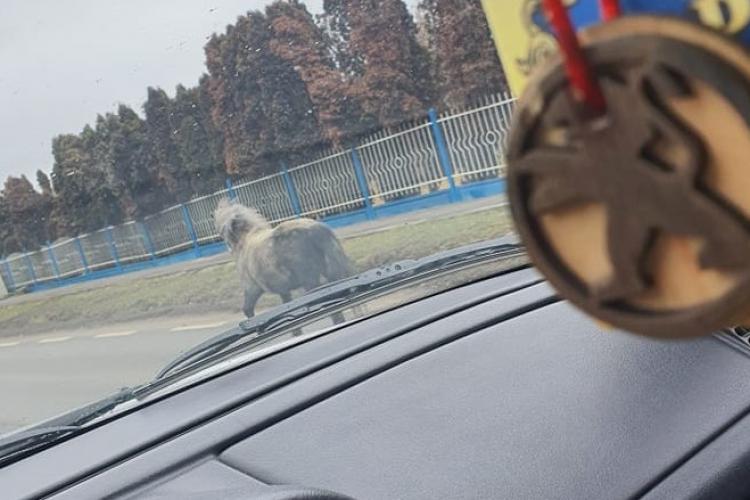 FOTO - Un cal, rătăcit în trafic pe drumul care leagă Cluj-Napoca de Florești: „S-a dezlegat de la căruță, și-a dorit libertate”