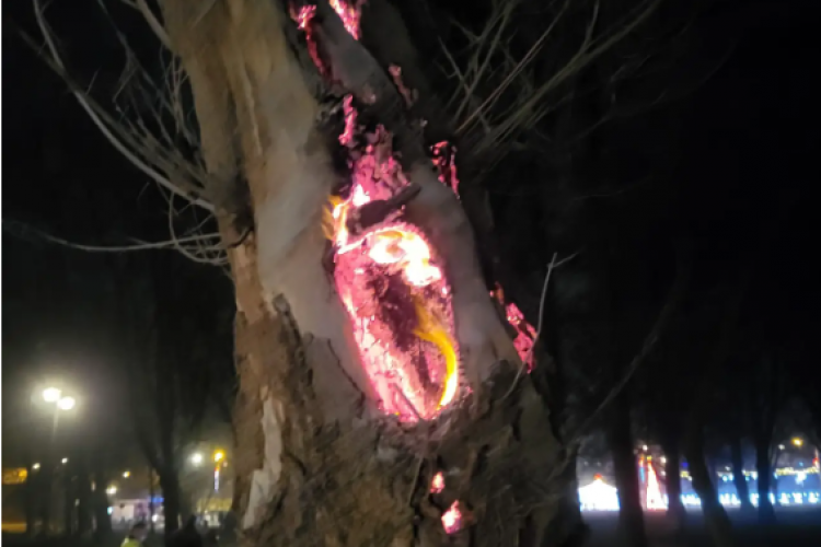 FOTO - La un pas de incendiu, într-un parc din Câmpia Turzii. Au aprins un copac cu petardele 