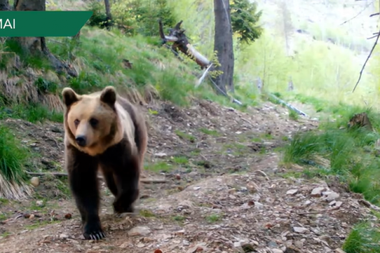 VIDEO - „Un an în Munții Făgăraș”: „Parada” din 2022 a animalelor sălbatice, surprinsă în 90 de secunde 