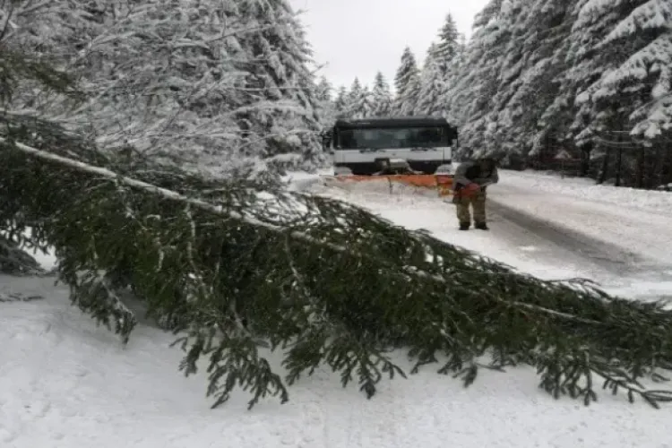 Vântul puternic de ieri a pus mai mulți copaci la pământ în zona Băișoara. Cluj, sub Cod Galben de vânt puternic și viscol