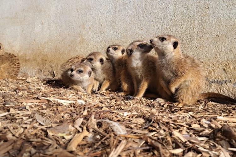 Noi „locuitori” la grădina zoologică din Târgu Mureș. Au fost aduse zece specii de animale din Ungaria
