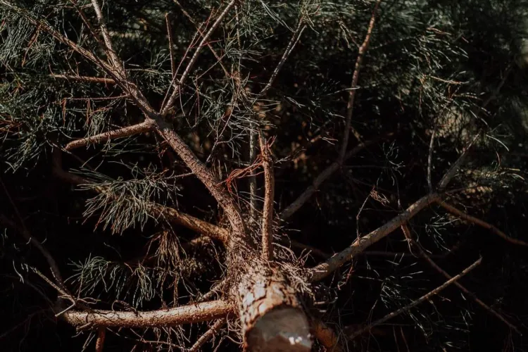 Clujenii se pot debarasa gratuit de brazii de Crăciun. Vor fi ridicați până în 15 ianuarie